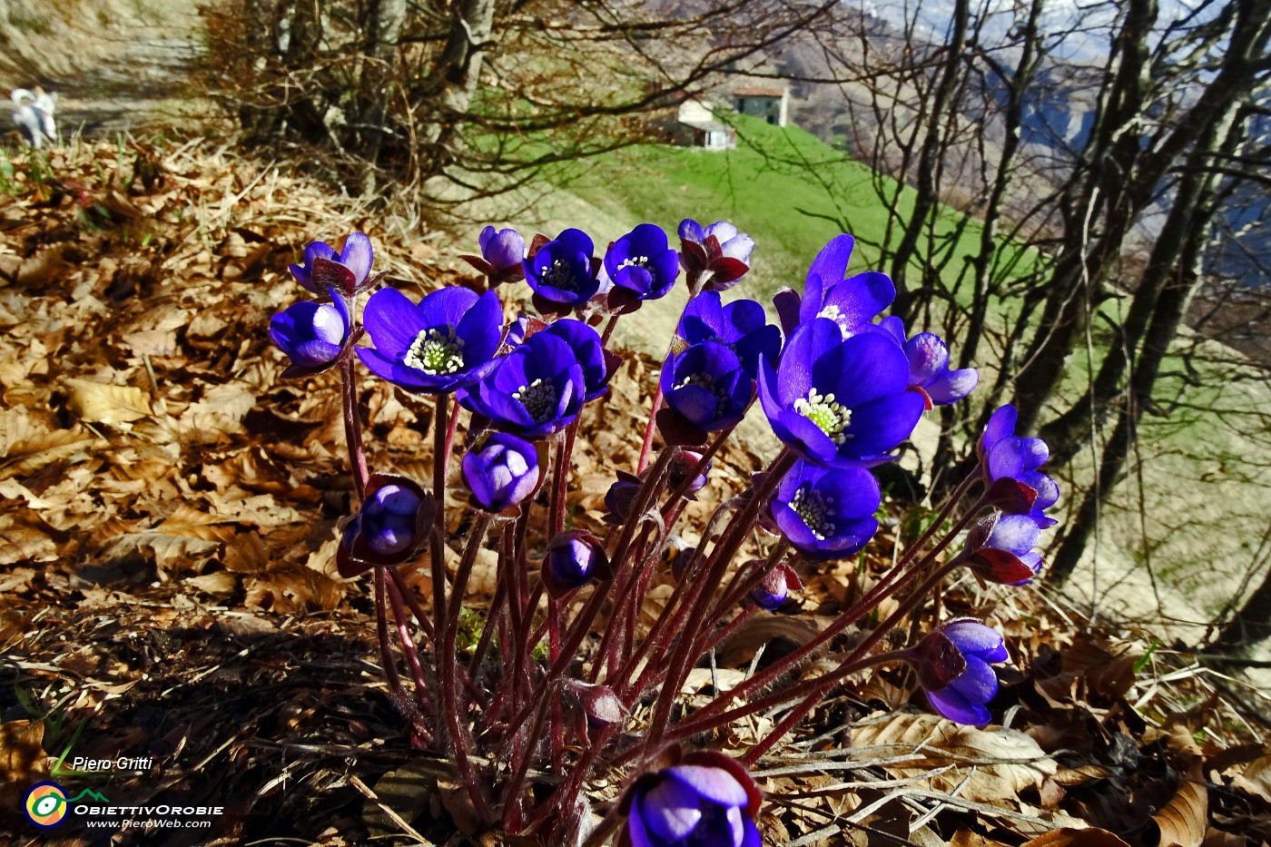 21 Erba Trinita (Hepatica nobilis).JPG -                                